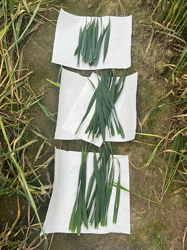 Hvedeblade der ligger på tre stykker køkkenrulle